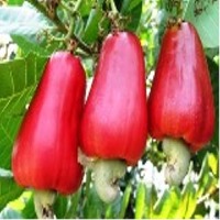 Cashew fruit